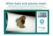 Minimising the risk of bat strike to the Australian Aviation Industry … · 2019-07-12 · When bats and planes meet.. Minimising the risk of bat strike to the Australian Aviation