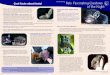 Australasian Bat Society Bats: Fascinating Creatures R A B ... › download › i › mark_dl › u › 4008973680 › 463416830 · PDF file further 11 species of flying-foxes, blossom