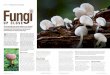 How to: Photograph Close Ups of Fungi Fungi - …...How to: Photograph Close Ups of Fungi A ustralia is blessed with a wide variety of fungi, which come in every colour, shape and