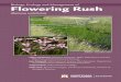 Biology, Ecology and Management of Flowering Rush › ... › flowering_rush.pdf · flowering will occur sporadically, but in other years plants will not flower at all. For an explanation