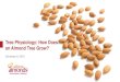 Tree Physiology: How Does an Almond Tree Grow? · 2020-05-09 · 21 The tree provides resources (CH 2 O, H 2 O, nutrients), tree organs use them. •Organ use of resources is dictated