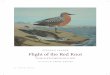 DEBORAH CRAMER Flight of the Red Knot · Mid-Atlantic Many Americans haven’t heard of, let alone seen, the bird of Janet Essley’s paintings — the red knot (Calidris canutus