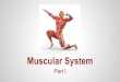 Muscular System - Ms. Lynch's Lessons · PDF file Muscular System Part I Movement Posture & Position Support Guards Entrances & Exits Maintains Body Temperature Stores Nutrients Skeletal