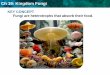 Ch 19: Kingdom Fungimrmackrh.weebly.com/.../unit_5c_-_kingdom_fungi.pdf · Ch 19: Kingdom Fungi Fungi are adapted to absorb their food from the environment. • Plants and fungi have