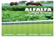 ALFALFA - High-Quality Hay... · 2020-03-23 · horses, particularly those used for light recreational activities and horses at maintenance. For horses with elevated nutrient needs,