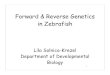 Forward & Reverse Genetics in Zebrafishgenetics.wustl.edu › bio5491 › files › 2010 › 01 › AdvancedGenetics20… · Forward & Reverse Genetics in Zebrafish 1 Lila Solnica-Krezel