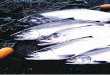 Sustainable and Wild - Alaska Department of Fish and Game€¦ · more fishery managers as part of their tool kit,” said Lisa Seeb. “Port Moller is the best example of what genetics