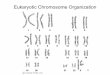 Eukaryotic Chromosome Organization · 2019-11-24 · Chromosome Organization • if all of the DNA was stretched out, it would measure 1.8 metres in length • How does it fit into