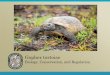 Gopher tortoisegophertortoisedayfl.com/wp-content/uploads/2016/04/... · 2016-04-01 · Tortoises are herbivores, eating mostly grasses and low growing vegetation, including fruits