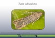 Tuta absoluta - UF Entomology & Nematology Departmententnemdept.ufl.edu/hodges/Collaborative/Documents/Tomato_leafminer.pdf•Produce mines and galleries and large amounts of waste