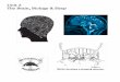 Unit 2 The Brain, Biology & Sleep - AP Psychologymvhs-w-appsych.weebly.com/uploads/3/0/3/5/30351843/unit_2_packet_18.19.pdfDreams Manifest content Latent content REM rebound Purpose