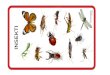 pčela skakavac · 2020-05-05 · pčela skakavac vilin konjic. jelenak mrav muha. leptir komarac bogomoljka. bubamara uholaža cvrčak. Title: insekti.lat Author: Tamara Hodalić