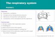 The respiratory system - uniba.sk › fileadmin › lf › sucasti › ... · The respiratory system Practical 1 Objectives Respiration, ventilation Intrapleural and intrapulmonary