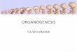 ORGANOGENESIS)tia-wulandari.staff.unja.ac.id/wp-content/uploads/2016/11/organogenesis.pdfAlat)Pencernaan) 2 Plakoda)epiderm) Sistem)saraf) perifer) Endoskeleton) Alat)Pernafasan) 3