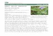 Great Valley Phacelia (Phacelia ciliata) Plant Guide · Web viewGreat Valley Phacelia (Phacelia ciliata) Plant Guide Subject Great Valley Phacelia (Phacelia ciliata) is an annual