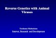 Reverse Genetics with Animal Viruses - VRIcentaur.vri.cz/news/prilohy/pril407.pdf · Rinder pest Influenza. Recovery of NNSV. Perspectives of Reverse Genetics • Study of virus biology