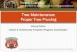 Tree Maintenance: Proper Tree Pruning · Pruning US Forest Service HOW to guide. Additional Resources An Illustrated Guide to Pruning by Ed Gilman The Pruning of Trees, Shrubs and