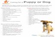Caring for a Puppy or Dog - STARelief · Caring for a Puppy or Dog Happy, Healthy, and Home Taking care of a dog or puppy is a big job! Find out what supplies you will need and what