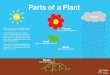 Parts of a Plant - Early Learning Resources Home · 2019-09-18 · Parts of a Plant Plants are living things. All the parts of a plant need to work together to keep the plant healthy