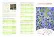 Summende Gärten Folder - Wildbienen-Paten · 2019-01-17 · Wiesenknopf Sanguisorba minor Mai - Aug. rosa, rot 30-60 cm kalkhaltiger Lehmboden Kl. Habichtskraut Hieracium pilosella
