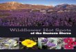 of the Eastern Sierra - California Native Plant Societybristleconecnps.org/native_plants/hotspots/wildflower_hotspots_east… · Desert, Great Basin, and Sierra NevadaÑall converge