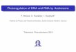 Photoregulation of DNA and RNA by Azobenzene › teaching › TPC › ...Asanuma and collaborators, Chem. Eur. J. 2009, Nucleic Acids Symposium Series 2007 Theoretical Photochemistry