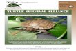 TURTLE SURVIVAL ALLIANCE · An IUCN Partnership Network for Sustainable Captive Managment of Freshwater Turtles and Tortoises Preserving Options for the ... The Field Action Plan,