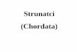 Strunatci (Chordata) - MENDELU · 2016-05-26 · Strunatci - Chordata • Struna hřbetní (chorda dorsalis) • Dorsálně umístěná nervová trubice • Žaberní štěrbiny po