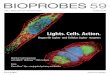 BioProbes 59 Journal of Cell Biology Applicationsassets.thermofisher.com/TFS-Assets/BID/Reference... · letter is published several times each year. BioProbes is dedicated to fur-nishing