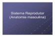 Sistema Reprodutor (Anatomia masculina)€¦ · A esteriliza ção masculina chamada vasectomia é um m étodo contraceptivo que s ó deve ser utilizado por homens que não desejam