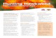 Hunting Hawkweed, Kosciuszko National Park · 2018-10-18 · Hunting Hawkweed Kosciuszko National Park ‘Hunting Hawkweed’ is a volunteer program supporting the eradication of