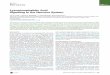 Lysophosphatidic Acid Signaling in the Nervous System Neuron 2015.pdf · Neuron Review Lysophosphatidic Acid Signaling in the Nervous System Yun C. Yung, 1 ,3Nicole C. Stoddard, 2