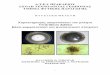 απομονώσεων του μύκητα Verticillium dahliae φυσιολογικών ...nefeli.lib.teicrete.gr/browse/steg/fp/2011/TsikoudiKalliopi/attached-document...βασίσθηκε