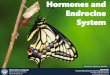 Hormones and Endrocine System - Universitas Lampungstaff.unila.ac.id/priyambodo/files/2017/05/Hormon-dan... · 2017-12-04 · Hormones and Endrocine System Universitas Lampung Bandar