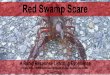 Photo Credit: Warden Sean Neverman...Red Swamp Crayfish Procambarus clarkii Red Swamp Crayfish Mistaken ID: White River Crayfish No gap between curved seams of carapace Wedge/Needle-shaped