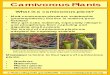Carnivorous plants · PDF file 2016-01-06 · Carnivorous Plants What is a carnivorous plant? • Most carnivorous plants are autotrophic (photosynthetic) but live in nutrient-poor