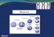 Meiosis - Loudoun County Public SchoolsSteps of meiosis Meiosis 1 interphase prophase 1 metaphase 1 anaphase 1 telophase 1 Meiosis 2 prophase 2 metaphase 2 anaphase 2 telophase 2 2nd