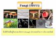 Fungi - คณะเกษตรศาสตร์ มหาวิทยาลัย ... · 2019-08-21 · Classification of Fungi. Higher Fungi ระยะ anamorph (Deuteromycota)