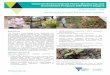 Victorian Environmental Flows Monitoring and Assessment … · 2017-11-29 · Victorian Environmental Flows Monitoring and Assessment Program (VEFMAP Stage 6) - Vegetation Results