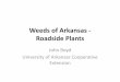 Weeds of Arkansas - Roadside Plants - uaex.eduTitle Weeds of Arkansas - Roadside Plants Author John Boyd Subject Weeds of Arkansas - Roadside Plants Keywords arkansas,division,agriculture,weed,roadside,plant