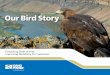 Our Bird Story - Idaho PowerThis is our story. Front cover: A golden eagle peers out across Swan Falls ... number of eagles, hawks, falcons and owls. These birds of prey share the