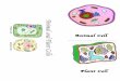 Animal Plant Cell Foldable - Marlboro Central High School · 2017-09-23 · Define each cell organelle and color it the color indicated below it. Cell Membrane – (black) Cytoplasm