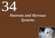 Neurons and Nervous Systems - Weeblygilsonscience.weebly.com/uploads/2/1/1/4/21140528/ch34... · 2019-12-02 · Concept 34.1 Nervous Systems Consist of Neurons and Glia Oligodendrocytes