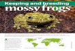 mossy frogsKeeping and breeding - FROG BLOG …...the red-eyed tree frog (A. callidryas), their egg laying behaviour and needs are quite different and far more complex than those of