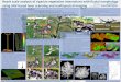 Reach scale analysis of riparian vegetation interactions ...€¦ · Reach scale analysis of riparian vegetation interactions with fluvial morphology using UAV based laser scanning