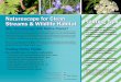 Vine Maple Oregon Iris Blue Elderberry Naturescape ... - Salem · Salem Hardy Plant Society Fall Plant Sale – September Planting the right plant in the right place will help ensure