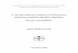 T cell and antibody responses in Plasmodium falciparum malaria …192443/... · 2009-02-27 · Doctoral thesis from the Department of Immunology, the Wenner-Gren Institute, Stockholm