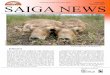 Published by the Saiga Conservation Alliance Summer 2010 ... News/Saiga... · Photo by Vesti-RU News A dead saiga during the outbreak, May, 2010. Photo by Republic KZ News 1Rothschild