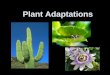 Plant Adaptations - Simpson 3rd Gradesimpson3rdgrade.weebly.com/.../plant-adaptations.pdf · Grassland Adaptations • Deep roots help plants survive prairie fires. • Narrow leaves