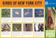 BIRDS OF NEW YORK CITYanneschwartz.com/consulting/pdfs/subway-birding-map.pdfinsects. Long pants are recom-mended. In the summer, expect mosquitos near ponds, marshes, and sheltered